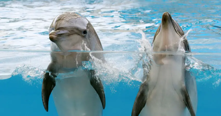 ▲來到花蓮遠雄海洋公園，看著海豚躍出水面的矯健身影，以及與飼養員的可愛互動，絕對是東海岸之旅中最療癒的快樂時光！