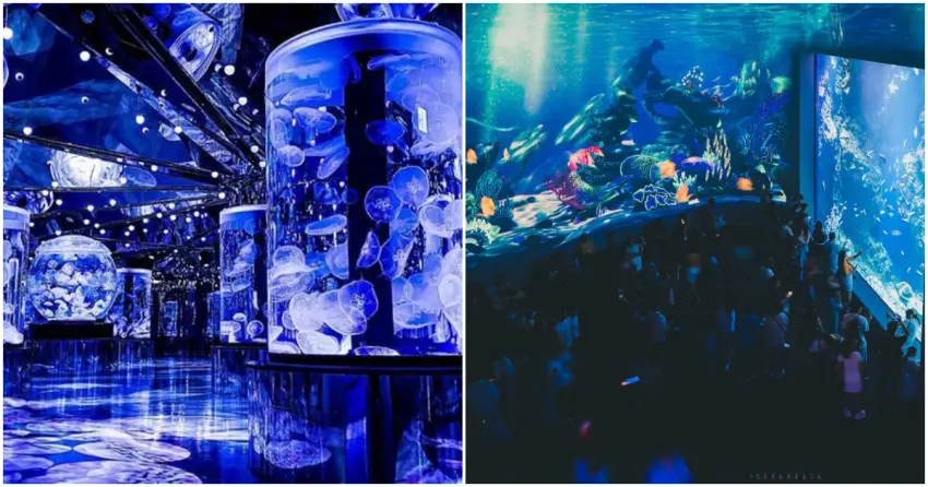 療癒系親子旅遊！盤點7大海生館，Xpark水母牆、屏東海生館海底隧道超吸睛。