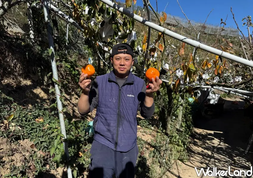 ▲雄獅旅遊森林巴士五感深度遊依季節安排採果體驗。(攝影：鄭雅之)
