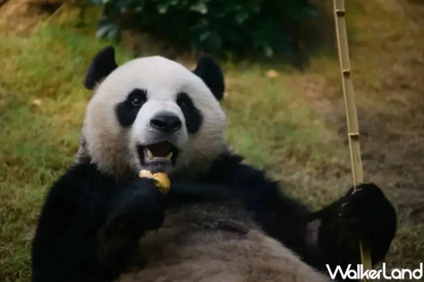 ▲香港海洋公園現在總共6隻熊貓吸引粉絲。