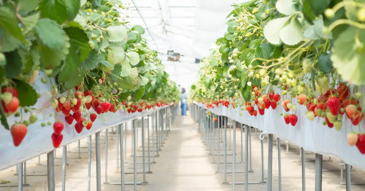 日本草莓吃到飽！TSUJIGUCHI FARM 一人460元、22種草莓超犯規，名古屋冬季必訪，