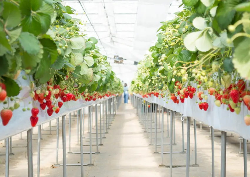 ▲日本草莓吃到飽！TSUJIGUCHI FARM 一人460元、22種草莓超犯規，來名古屋別錯過（株式会社アクアイグニス 提供）