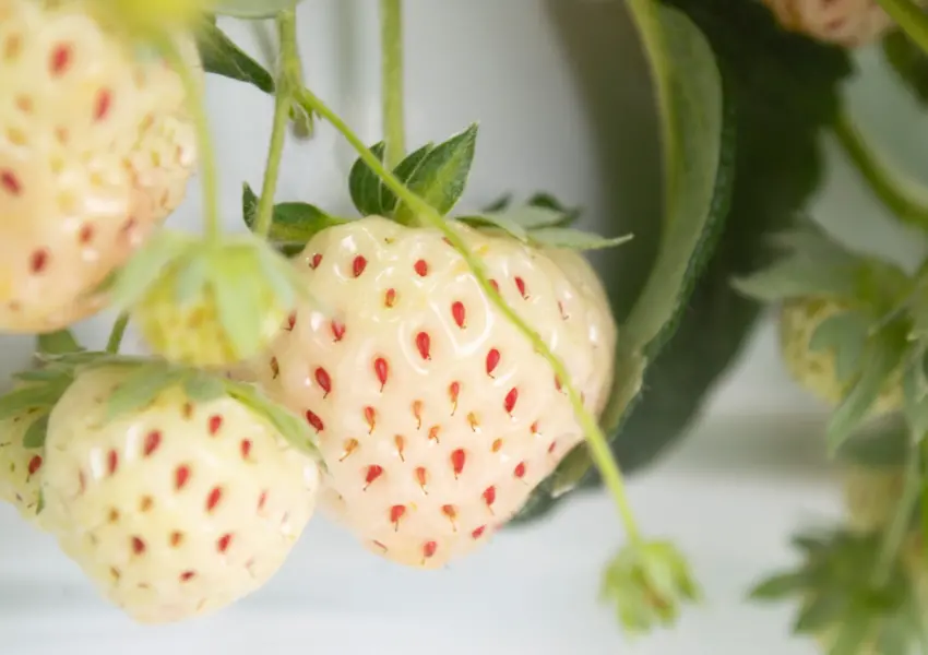 ▲日本草莓吃到飽！TSUJIGUCHI FARM 一人460元、22種草莓超犯規，來名古屋別錯過（株式会社アクアイグニス 提供）