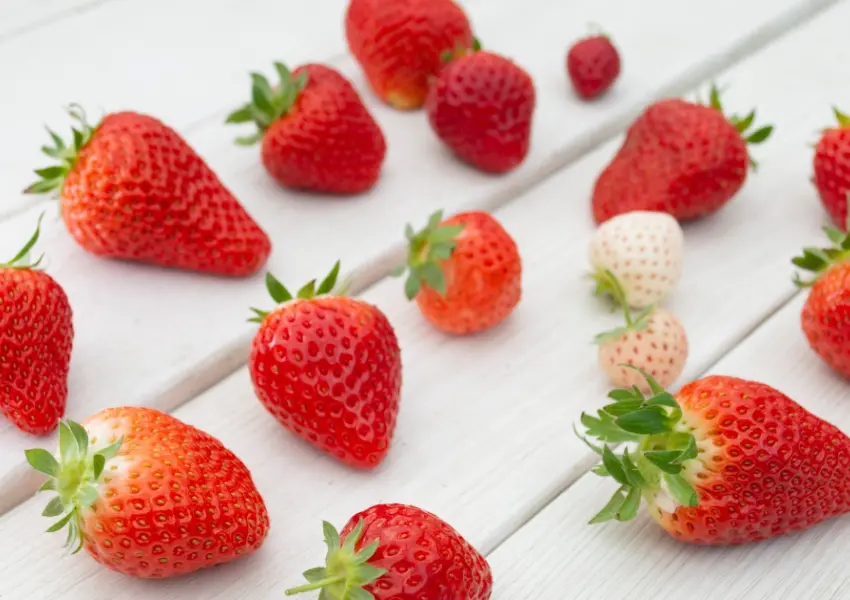 ▲日本草莓吃到飽！TSUJIGUCHI FARM 一人460元、22種草莓超犯規，來名古屋別錯過（株式会社アクアイグニス 提供）