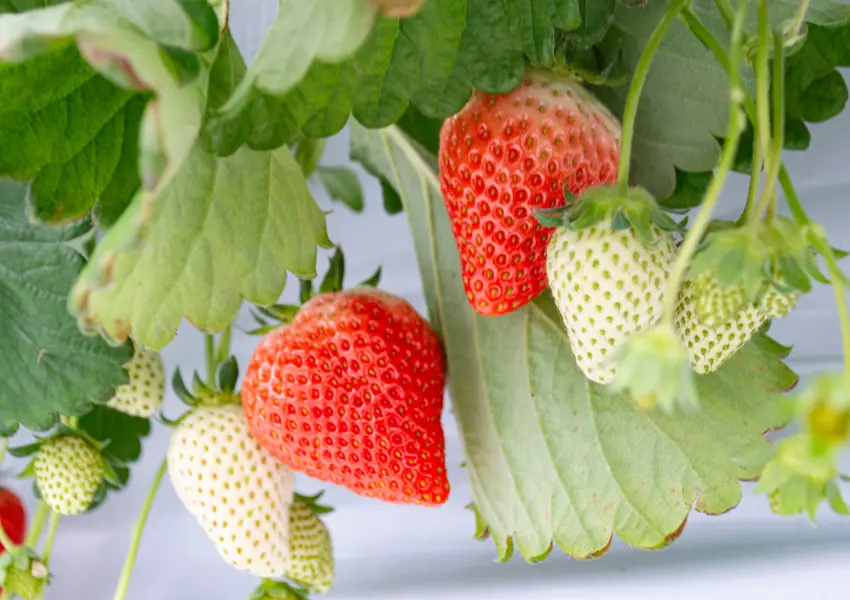 ▲日本草莓吃到飽！TSUJIGUCHI FARM 一人460元、22種草莓超犯規，來名古屋別錯過（株式会社アクアイグニス 提供）