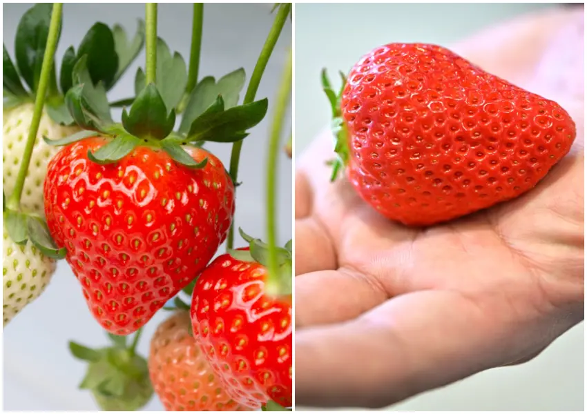 ▲日本草莓吃到飽！TSUJIGUCHI FARM 一人460元、22種草莓超犯規，來名古屋別錯過（株式会社アクアイグニス 提供）