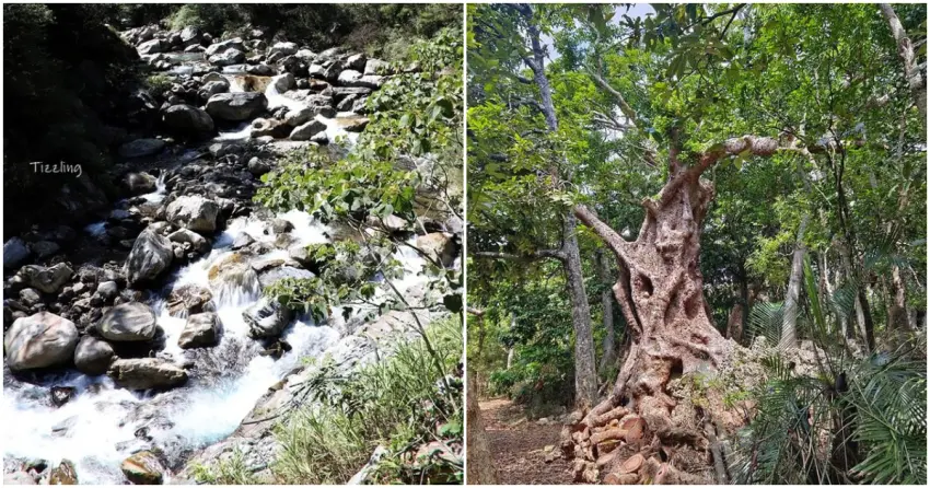 ▲漫步八仙山溪畔洗滌身心，或到訪墾丁見證百年茄冬的歲月痕跡，都是冬日的療癒享受。