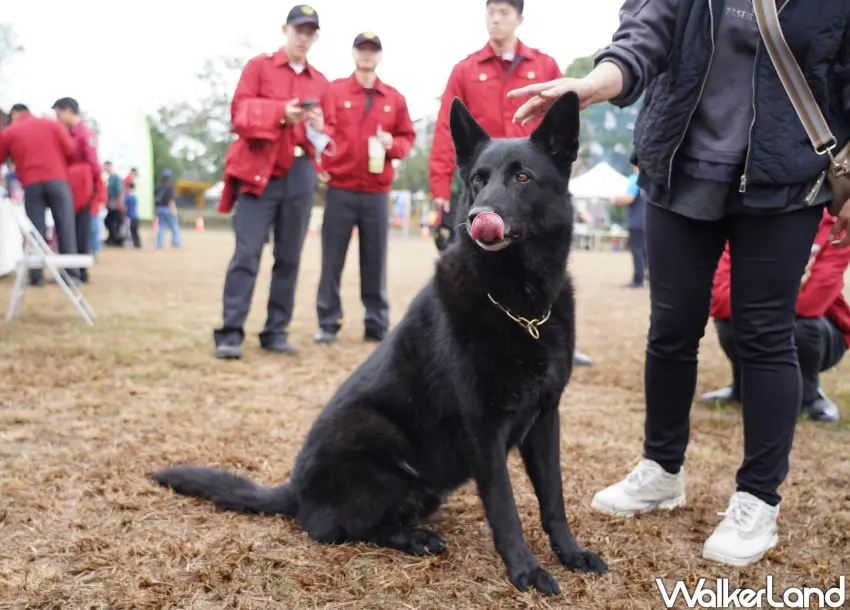 ▲周聰吉的偵搜犬「黑索」，多次參與搜救任務。（攝影：楊婷雅）