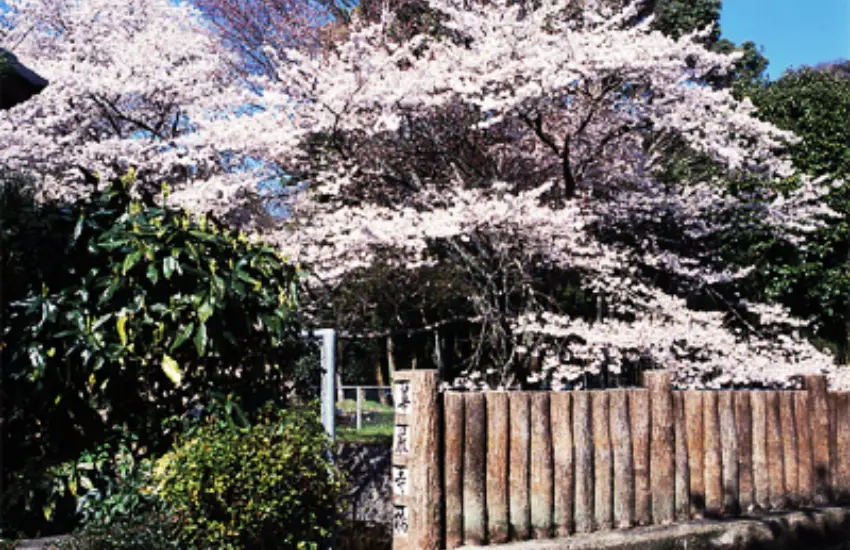 ▲鈴蟲寺位在京都嵐山，正式名稱為妙德山華嚴寺，以全年都能聆聽鈴蟲鳴聲聞名。