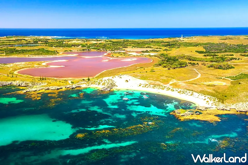▲西澳粉紅湖,被譽為南半球最夢幻的自然奇景,紐澳憑藉美景與地利奪聲量成長冠軍。 圖/雄獅旅遊提供;窩客島整理