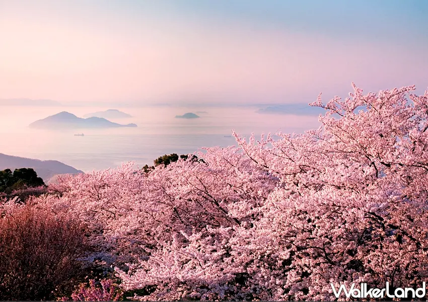 ▲日本二線城市成旅日趨勢,四國躍昇聲量成長第二名,其中紫雲出山被譽為一生必訪的櫻花絕景。圖/雄獅旅遊提供;窩客島整理