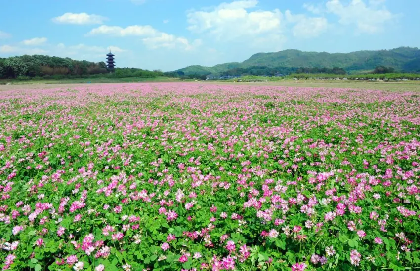 ▲吉備路自行車道花海（圖/日本岡山縣）