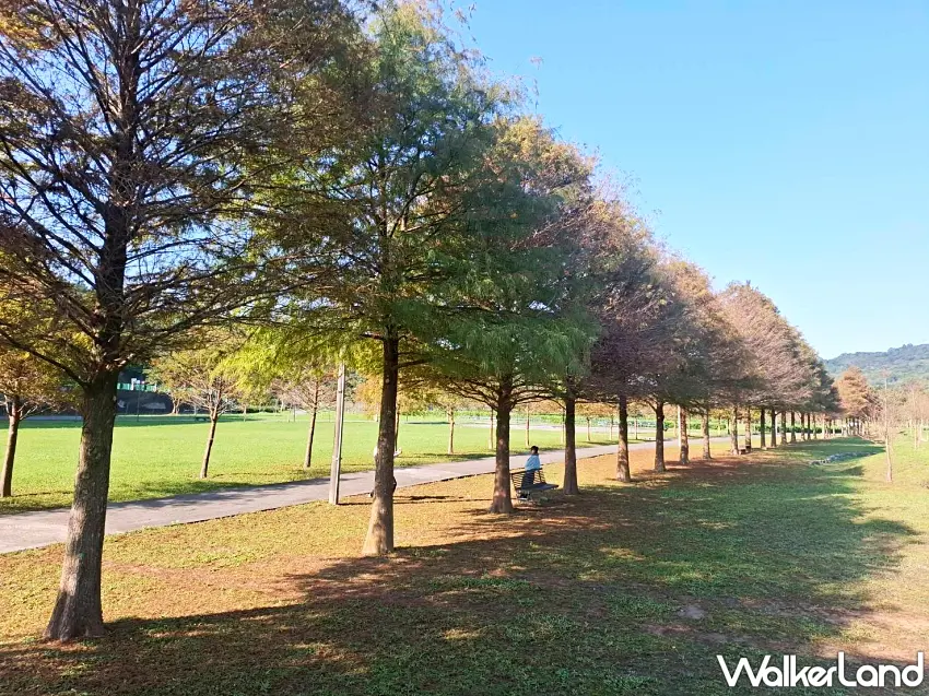 ▲貢寮環保公園內動線平緩順暢,落羽松林蔭沿步道延伸,適合漫步或騎乘自行車穿梭其間