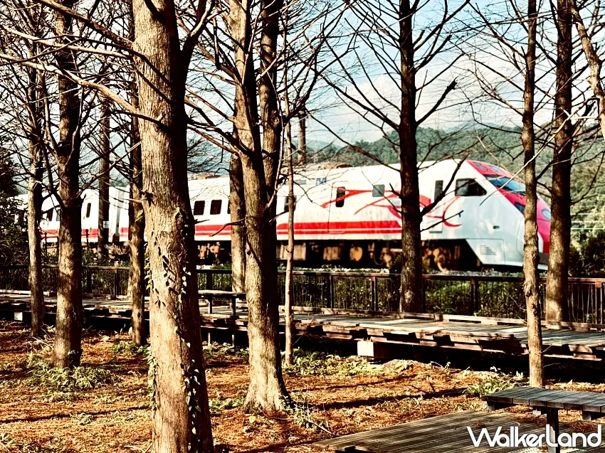 ▲雙溪牡丹落羽松秘境內近距離捕捉列車與落羽松交織畫面