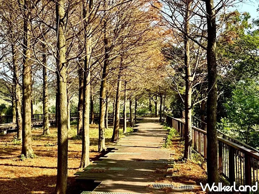 ▲雙溪牡丹落羽松秘境褪去葉色的落羽松,樹幹與枝條在光影映照下營造出寧靜的冬日氛圍