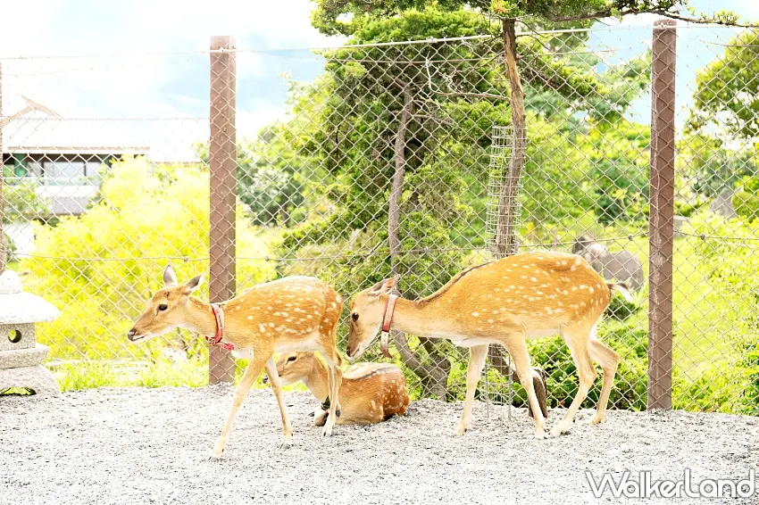 ▲園區內可與水豚、狐獴、羊駝、梅花鹿等人氣萌寵互動 / 圖：圖：綠舞提供 窩客島整理