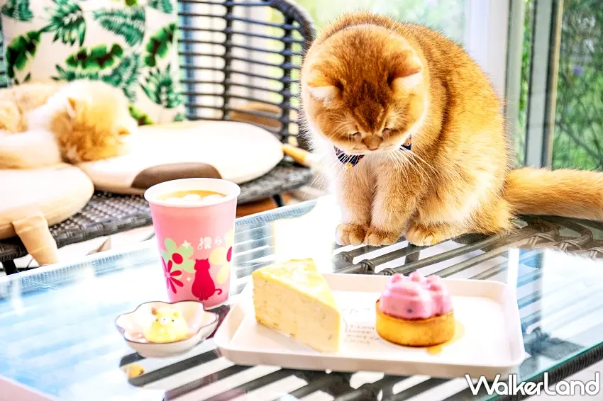 ▲貓奴可以選擇前往擼LALA Sweets，店內共有例曼赤肯、小步舞曲、英國長毛、英國短毛及米克斯等不同品種的可愛貓店長與客人互動 / 圖：圖：綠舞提供 窩客島整理