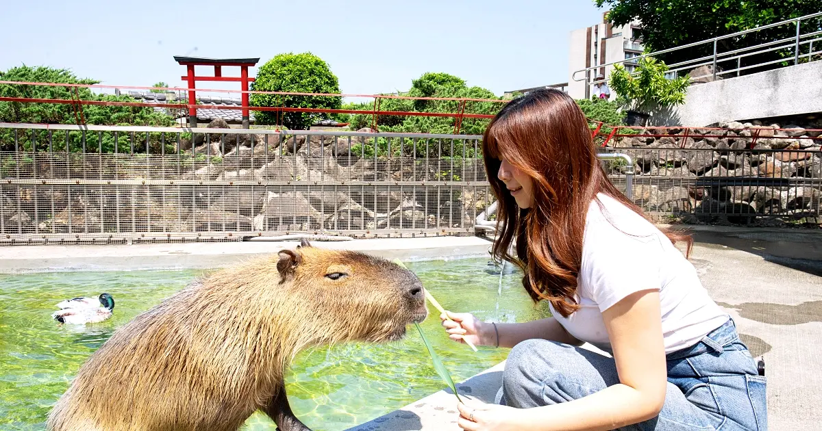 宜蘭綠舞下殺2498元起！入住送擼貓下午茶、平日再加碼多送一餐，爽玩滑索再送露營車體驗。