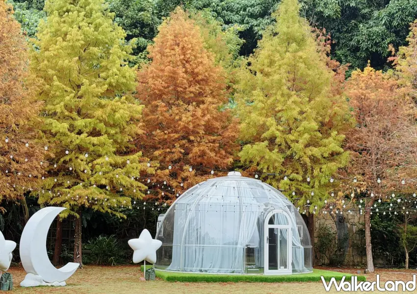 ▲位於故宮步行3分鐘就到的「青青食尚花園會館」推出4天免費入園賞落羽松。