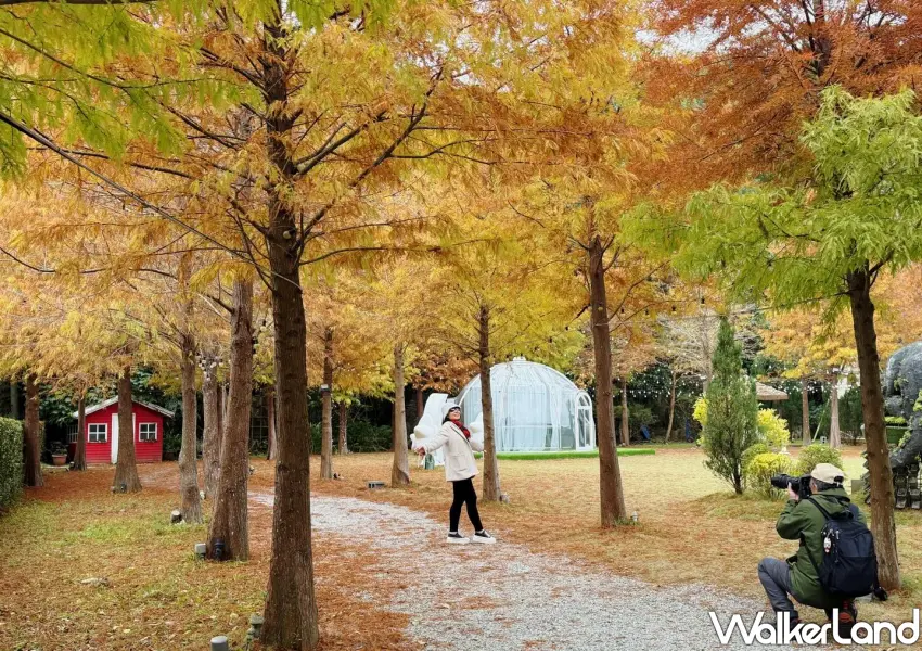 ▲青青食尚花園會館園區內逐漸轉色的落羽松景觀，極為浪漫。