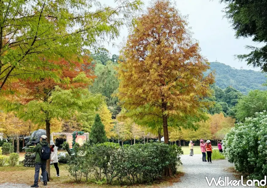 ▲士林就有落羽松可以免費看，沿著花園步道自然延伸，呈現出不同層次的視覺效果。