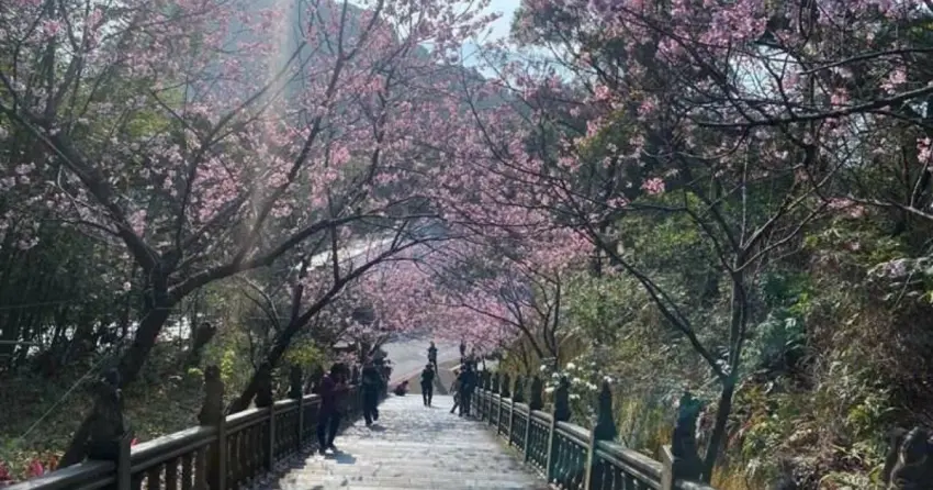 ▲內湖碧山巖圓覺寺旁的石階步道，每年春季都會化身夢幻的櫻花隧道！牽著毛孩漫步賞櫻，享受季節限定的浪漫。