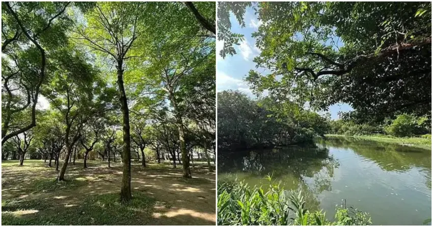 ▲漫步在大安森林公園的樹蔭下，或在生態池畔發呆，不用離開市區，就能帶著毛孩一起被芬多精包圍！