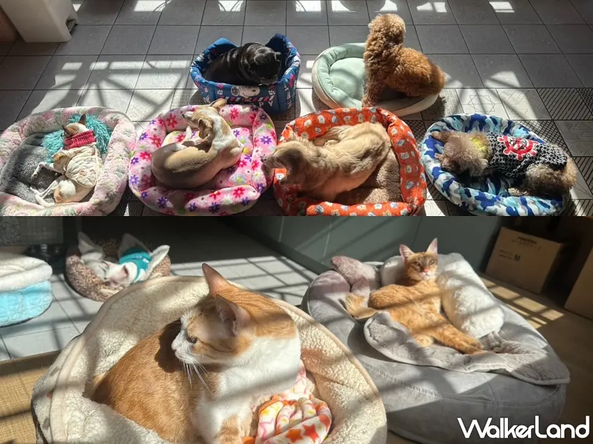 ▲法國皇家「糧心助浪」公益捐糧活動，今年持續攜手諾亞方舟動物同樂協會，聚焦熟老齡浪浪的營養與照護需求。圖／法國皇家提供；窩客島整理