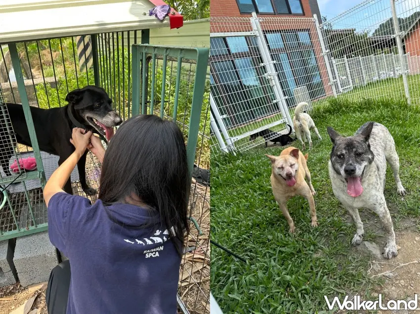 ▲法國皇家擴大公益規模，今年與Taiwan SPCA 台灣防止虐待動物協會合作，落實「尊重生命，終養不棄養」的理念。圖／法國皇家提供；窩客島整理