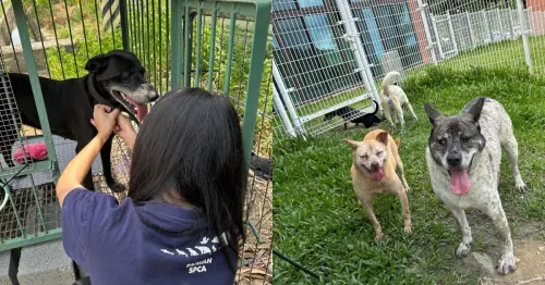 熟齡犬貓照護新解方！法國皇家捐糧2300公斤，聯手雙協會送暖。