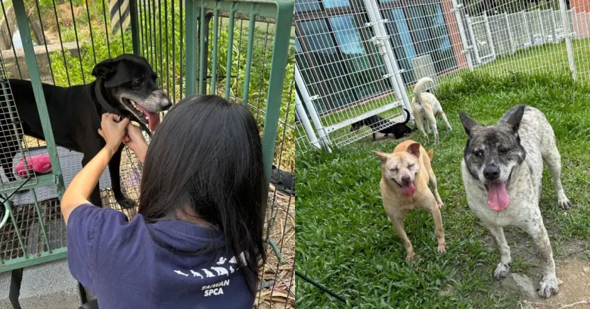 熟齡犬貓照護新解方！法國皇家捐糧2300公斤，聯手雙協會送暖。