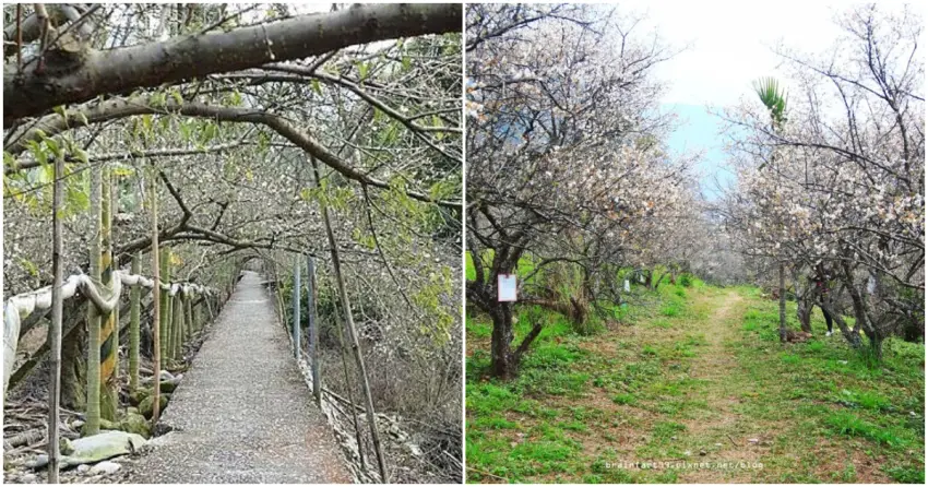 ▲走入台中新社梅花隧道，錯落的枝幹宛若通往奇幻世界；南投西伯梅園的蜿蜒路徑配上兩旁老梅樹，視野開闊又浪漫。