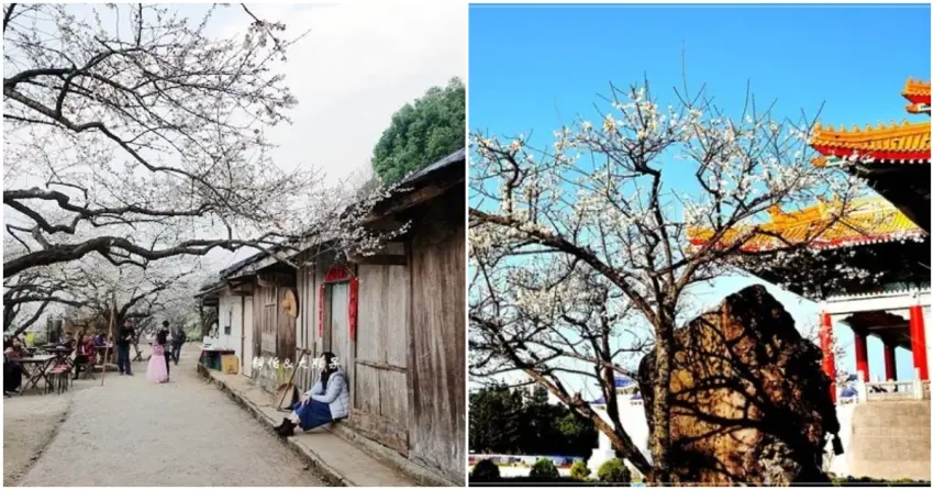 ▲南投外坪頂蔡家梅園，古樸老厝配上梅花，隨手拍都像電影場景；台北中正紀念堂的梅花與古典建築相映，賞梅更添韻味。