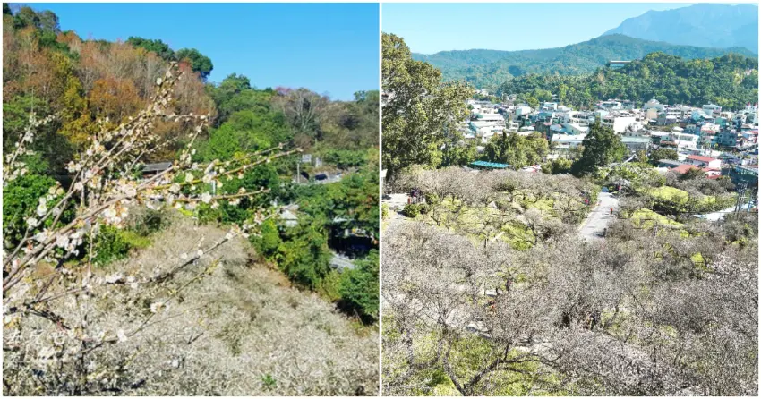 ▲南投土場梅園盛開的梅花如白雪般覆蓋山坡，視覺效果超震撼；登上嘉義梅山公園的景觀台亦能俯瞰整片花海，白色浪漫盡收眼底。