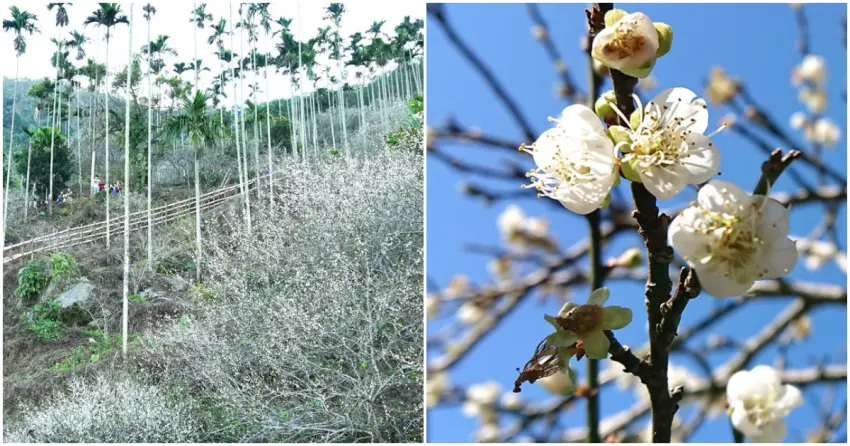 ▲來到台南梅嶺練練腳力，沿著步道而上，等待自己的是雲霧繚繞的仙氣花海，下山也不忘吃鍋梅子雞補一下！
