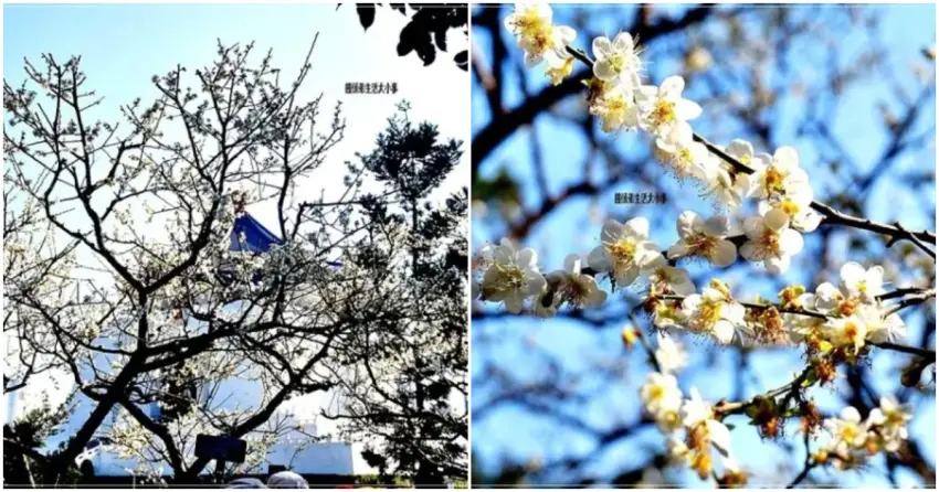 ▲中正紀念堂的莊嚴建築與潔白花瓣形成絕佳對比，展現出專屬台北的東方園林美學。