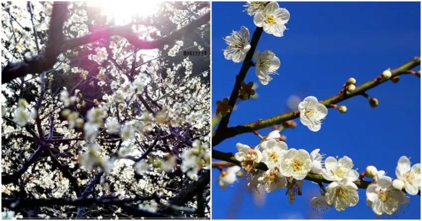 ▲錯過再等一年！ 不用出國，台灣同樣有絕美「梅吹雪」，冬季限定的浪漫花期必須把握！