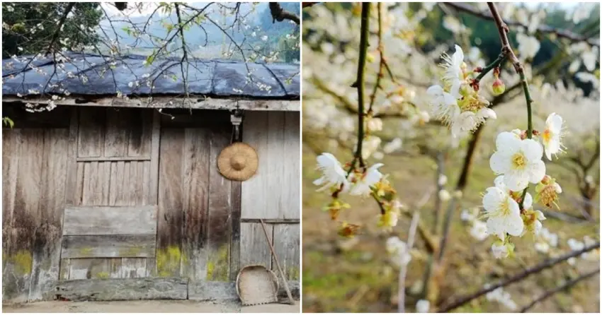 ▲夢幻隧道、古厝美拍一次滿足！全台 7 個絕美賞梅點，冬日最完整的追梅攻略都在這。