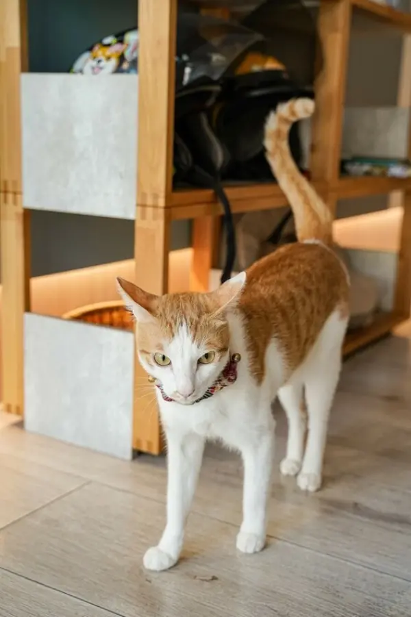 ▲高雄巨蛋周邊美食推薦！港式美食「貓之家俱樂部」有萌貓陪吃，貓奴必衝。