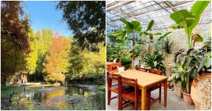 ▲走進菁芳園，就像在大型溫室裡野餐！窗外是隨著季節變換色彩的落羽松，室內則是佈滿蕨類的綠意空間，用餐過程舒心又放鬆！