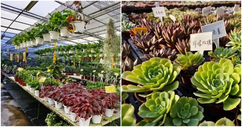 ▲漫步在公路花園無止盡的溫室花架間，被成千上萬盆多肉植物包圍，不妨挑一盆喜歡的花植，為自己的辦公桌增添綠意。