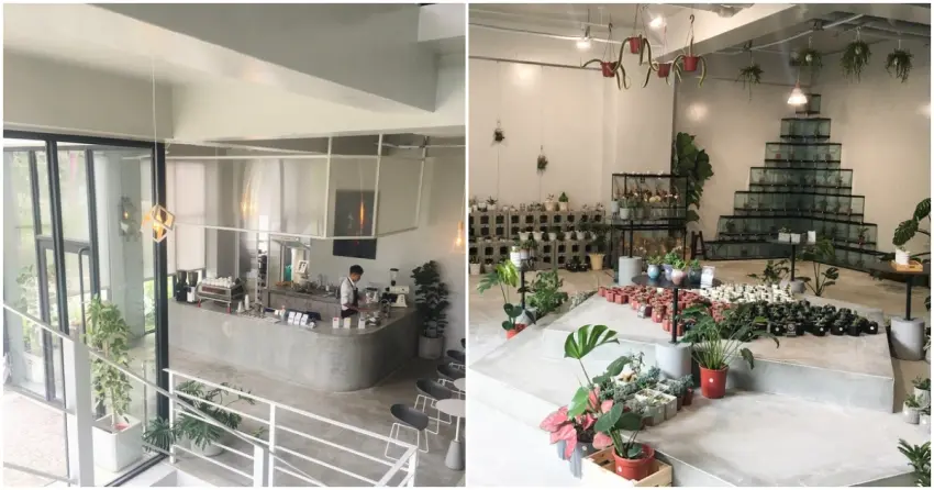 ▲彰化的「有片森林」簡直是植栽控的天堂！室內滿佈的鹿角蕨與多肉植物，讓空間生機盎然、充滿綠意。