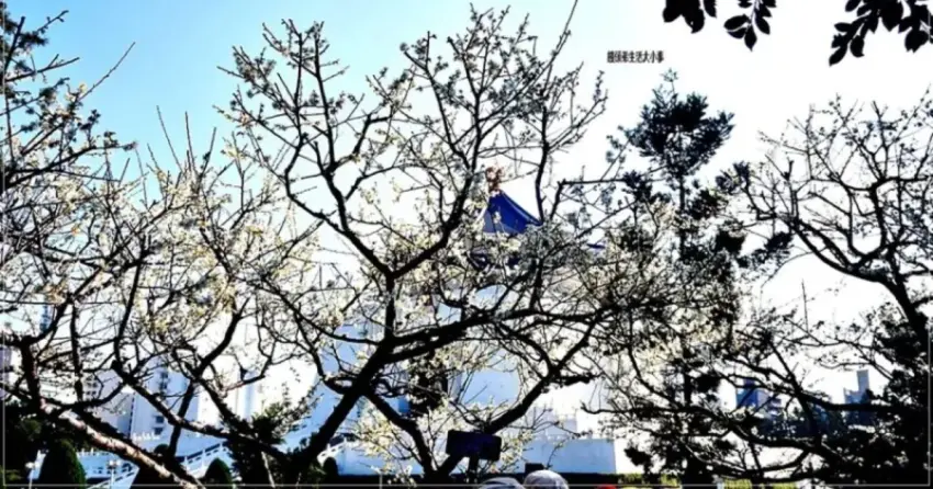 捷運直達超好拍！全台7大賞梅提案，夢幻隧道、古厝庭園全攻略。