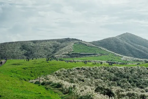 帶毛孩森呼吸！雙北9大散步景點，山海系、大草皮一次囊括，搭捷運輕鬆出發。