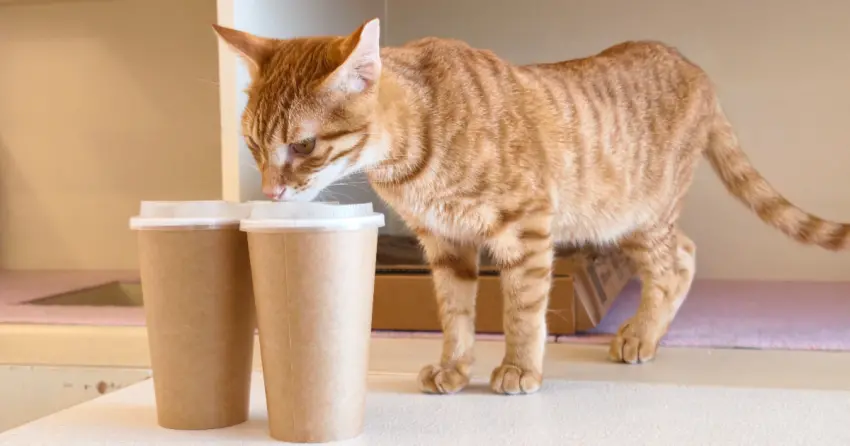 西門町3層樓擼貓天堂！NUKU NUKU貓咪中途咖啡廳，飲料暢飲還能抱命定貓回家。