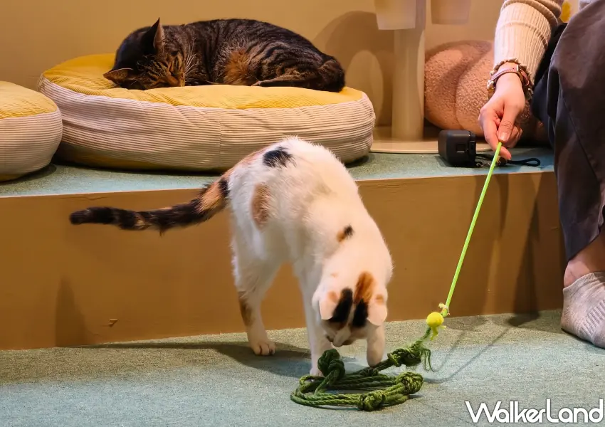 ▲NUKU NUKU貓咪中途咖啡廳提供各種逗貓棒，讓大家和貓咪互動。(攝影：鄭雅之)