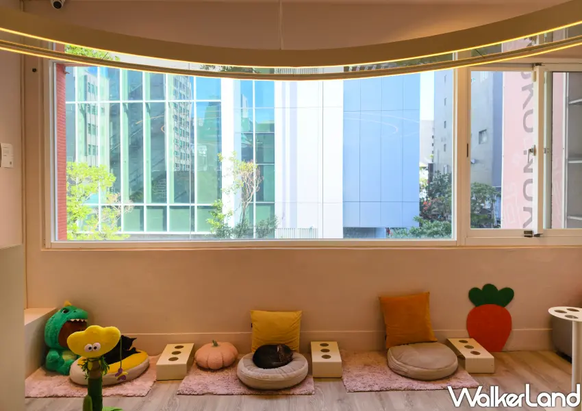 ▲NUKU NUKU貓咪中途咖啡廳以大面窗戶設計，讓貓咪可以曬到陽光。(攝影：鄭雅之)