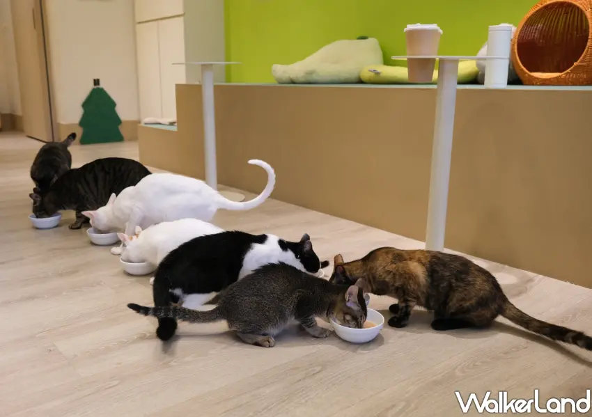 ▲NUKU NUKU中途貓咪咖啡廳於每天12點半、18點半放飯。(攝影：鄭雅之)