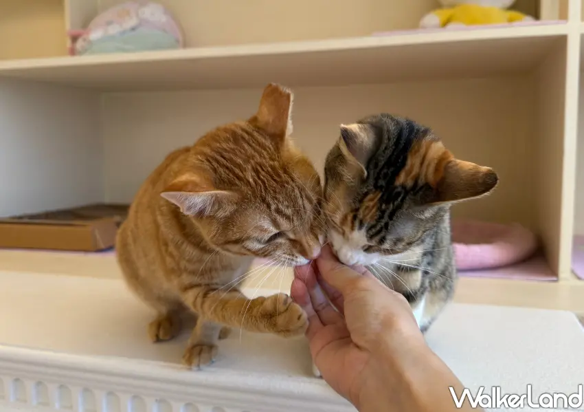 ▲不定期也能餵食小零食，瞬間成為貓咪眼中的人氣王。(攝影：鄭雅之)