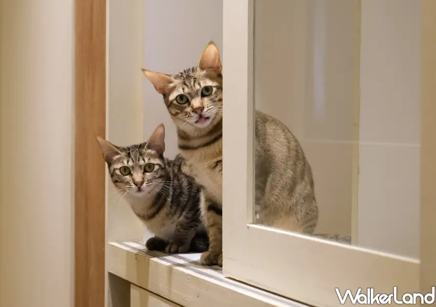 ▲歡迎大家到現場和貓咪互動，找到命定貓咪認養回家。(攝影：鄭雅之)